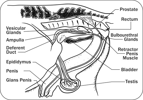 Diagram showing the sagittal view of stallion reproductive structures.