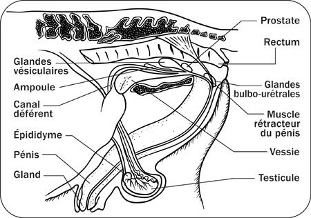 Croquis anatomique illustrant l'appareil reproducteur de l'étalon (vue sagittale). 