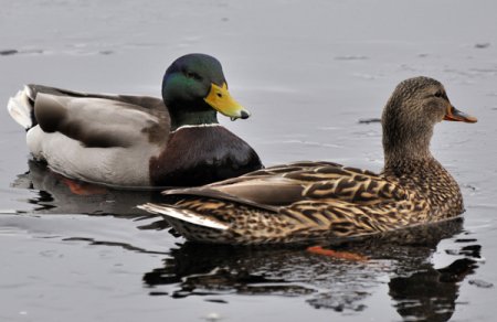 Two ducks swimming on a pond.