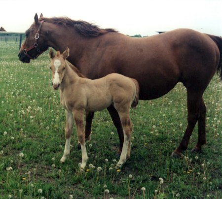 Mare with her foal standing on a pasture.