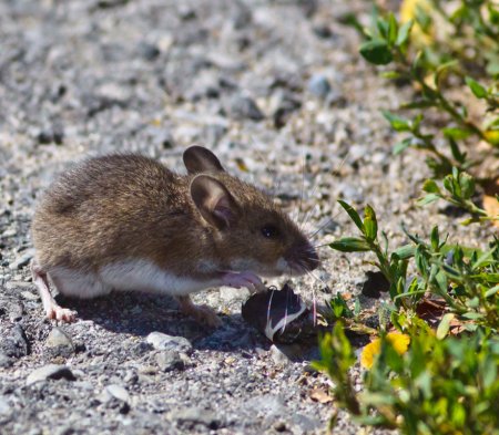 White-footed mouse nibbling on plant.