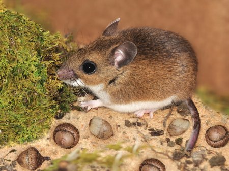 Photo d'une souris sylvestre se cachant dans une cabane d'oiseaux.