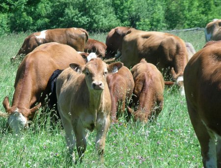 Photo de bovins broutant de l'herbe dans un pâturage. 