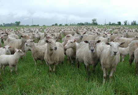 Sheep in a field. 