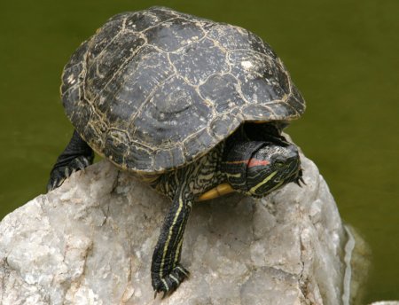 Red-eared slider on rock in a pond