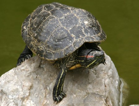 Photo d'une tortue de Floride (ou tortue à tempes rouges) sur une roche dans un étang.