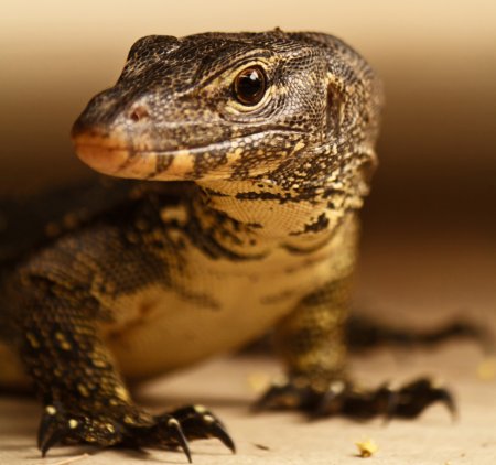 Photo d'un lézard au sol.