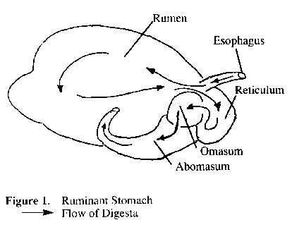 Ruminant stomach flow of digesta