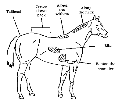 pregnant horse diagram