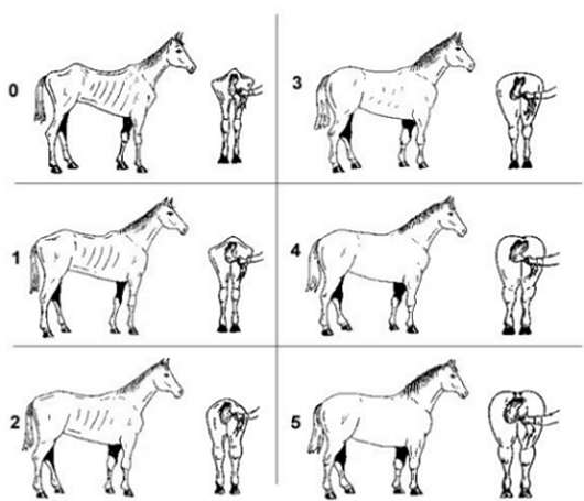 A chart showing the body conditions of horses from Score 0 (poor) to Score 5 (fat)