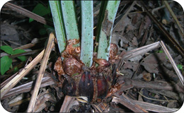 A photo of the separate spore-producing structure that develops from the rhizome of the ostrich fern. It looks like a stem that did not develop and browned. What appear to be folded leaves are pod-like structures housing the spores.
