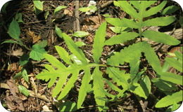 A photo of sensitive fern (Onoclea sensibilis).