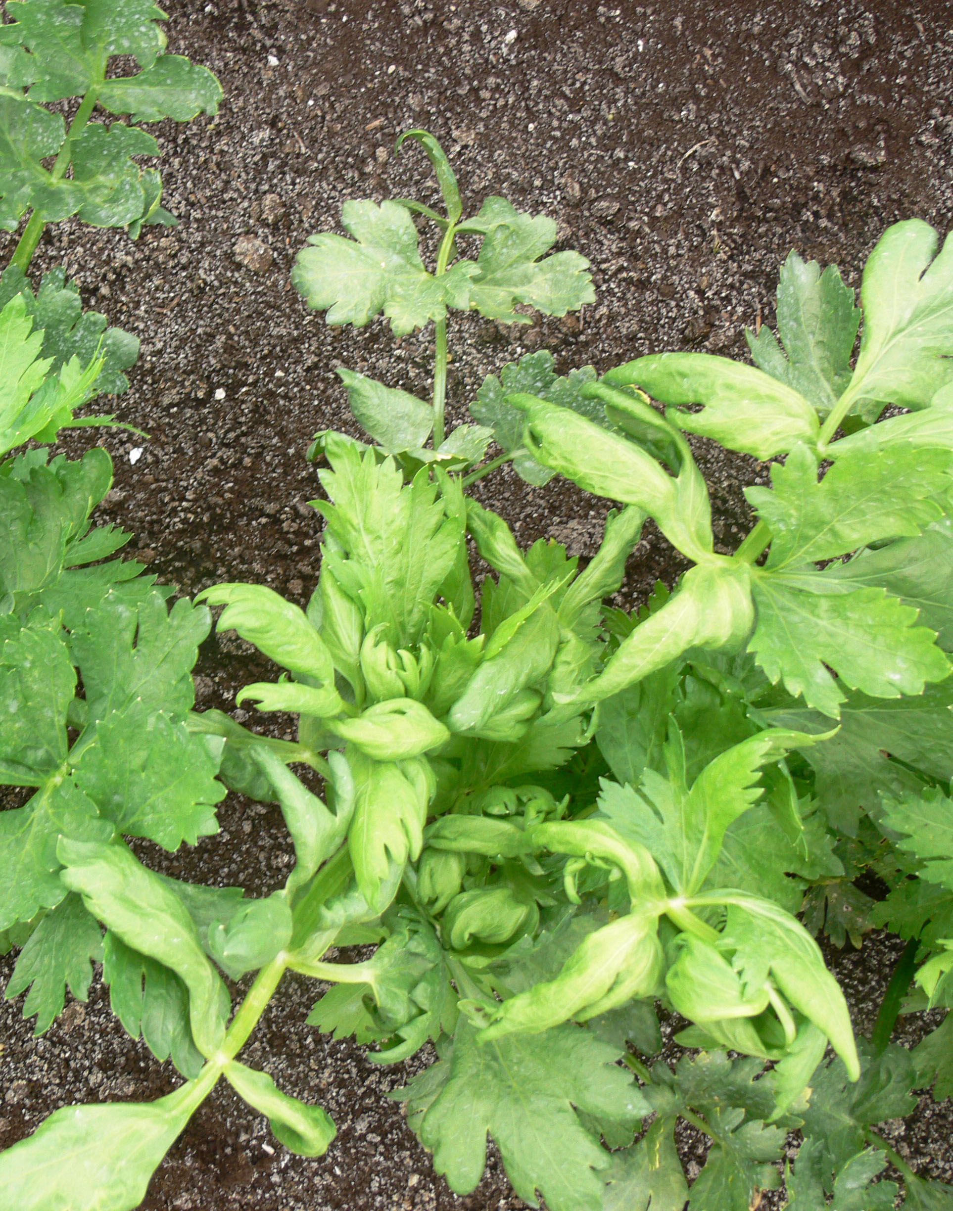Close-up of a celery plant in the field showing curled leaves