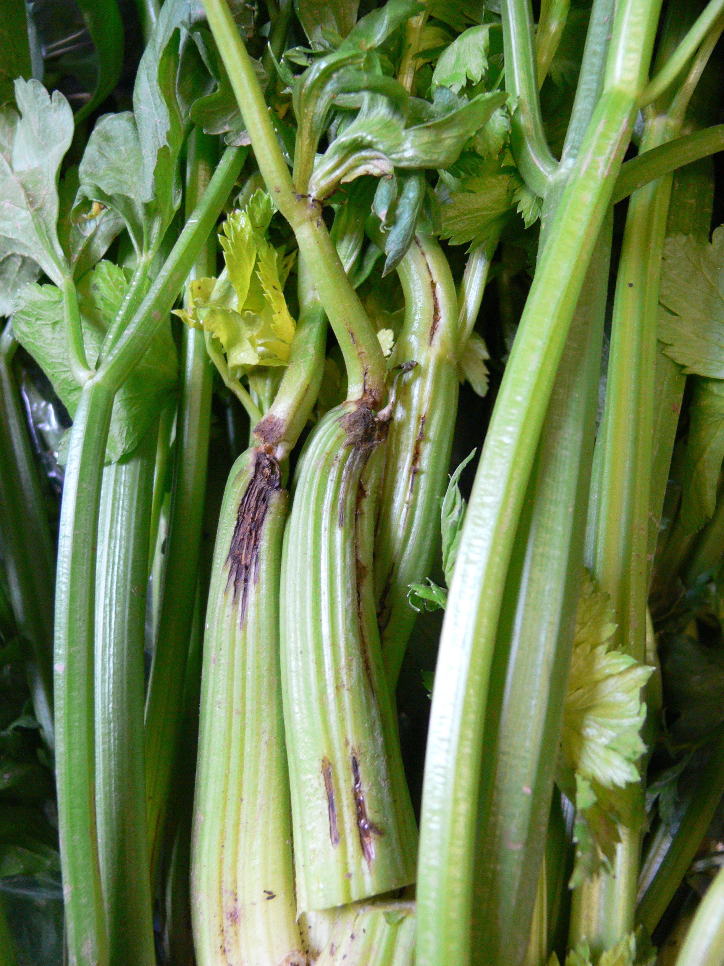 Celery bunch with browned stalks and curled and yellow leaves