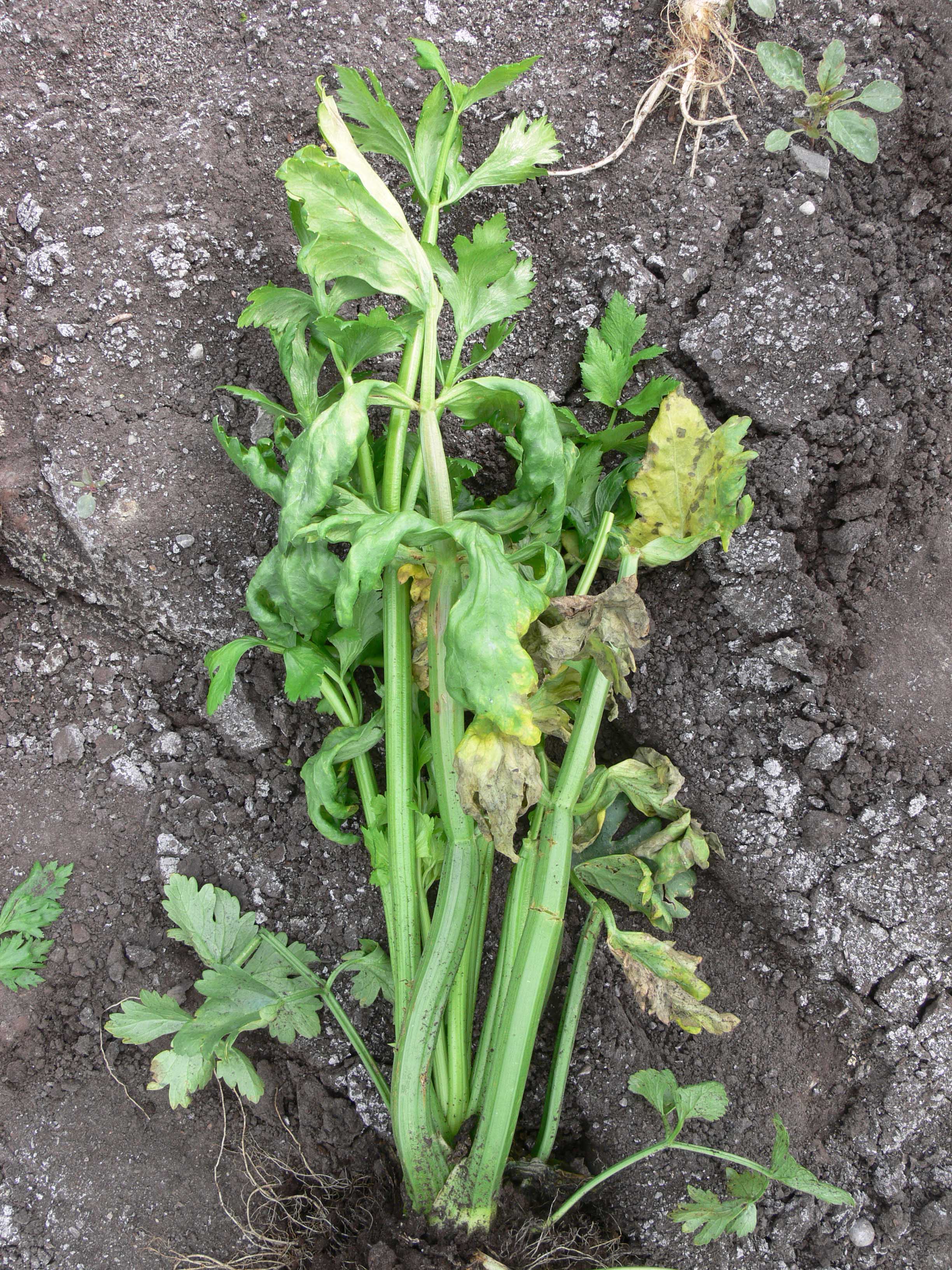 Celery bunch with browned stalks and curled and yellow leaves