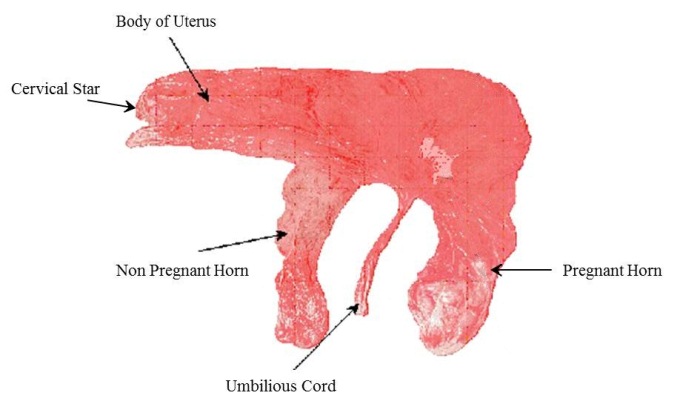 Placenta of the mare