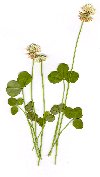 A picture of white clover.