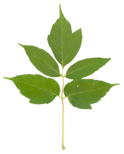 Manitoba maple (Acer negundo)