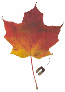 Sugar Maple (Acer saccharum) — fall colour.