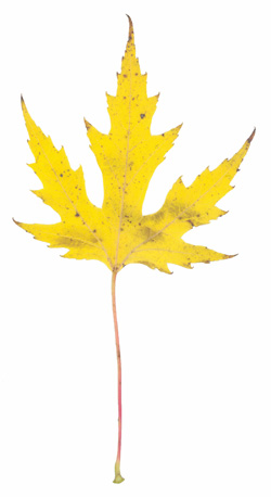 Silver Maple (Acer saccharinum) - fall colour.