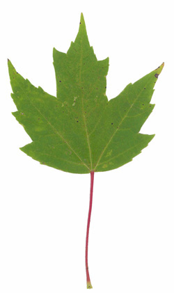 Red maple (Acer rubrum) - summer colour