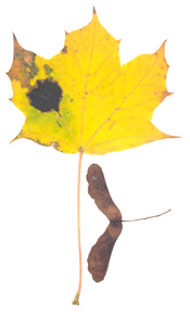Norway Maple (Acer platanoides) - fall colour.