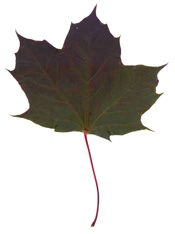Norway Maple (Acer platanoides) - purple variety.