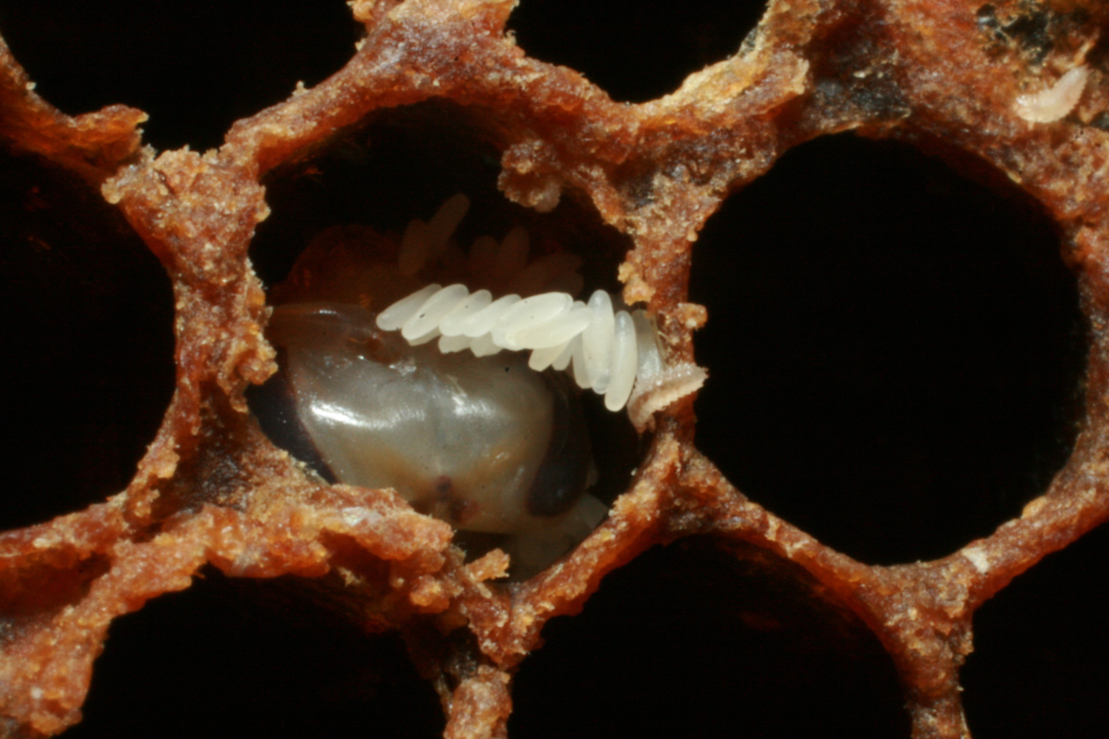 Œufs de petit coléoptère des ruches pondus sur des rayons de couvain