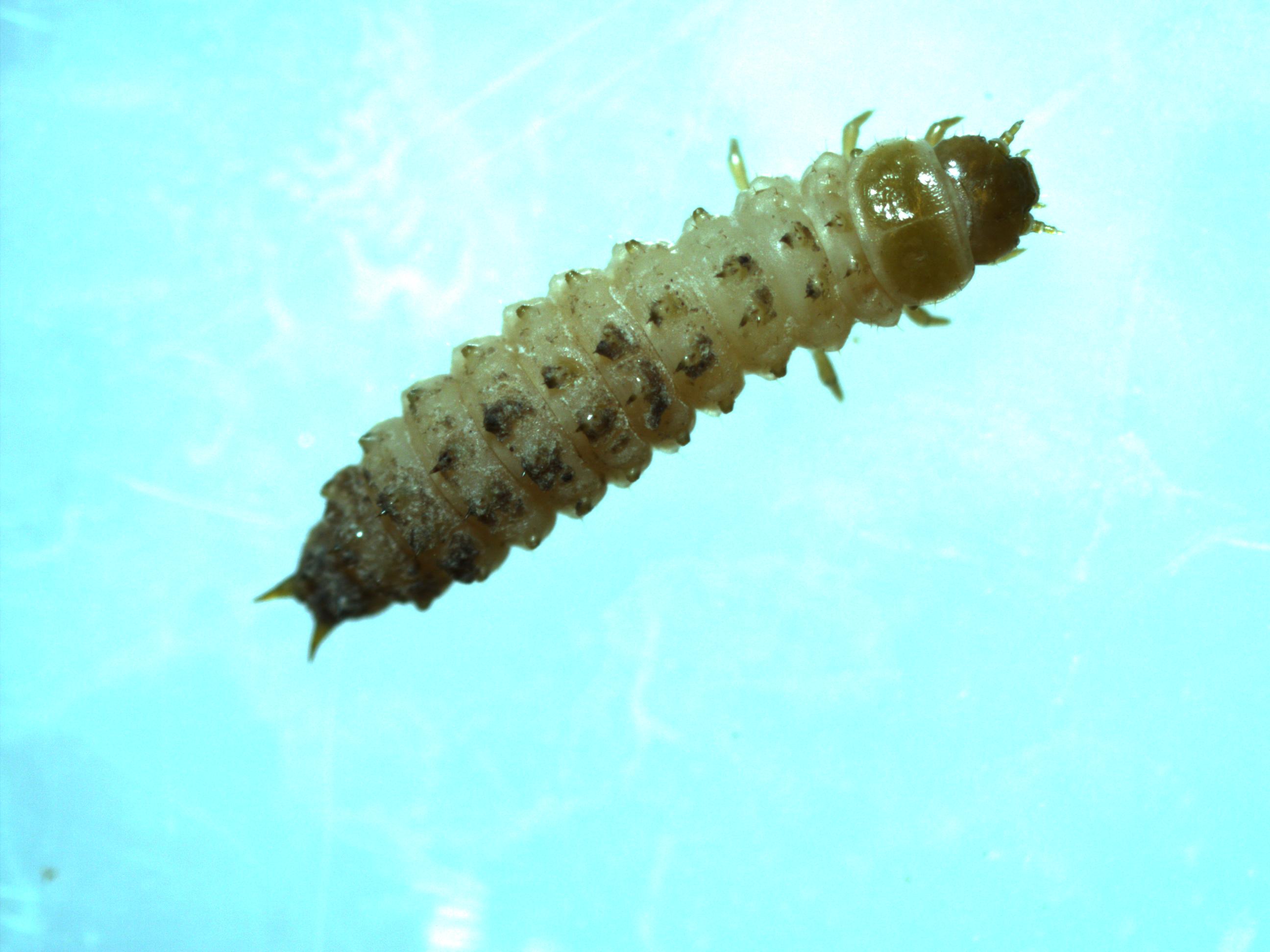 Top view of a small hive beetle larva
