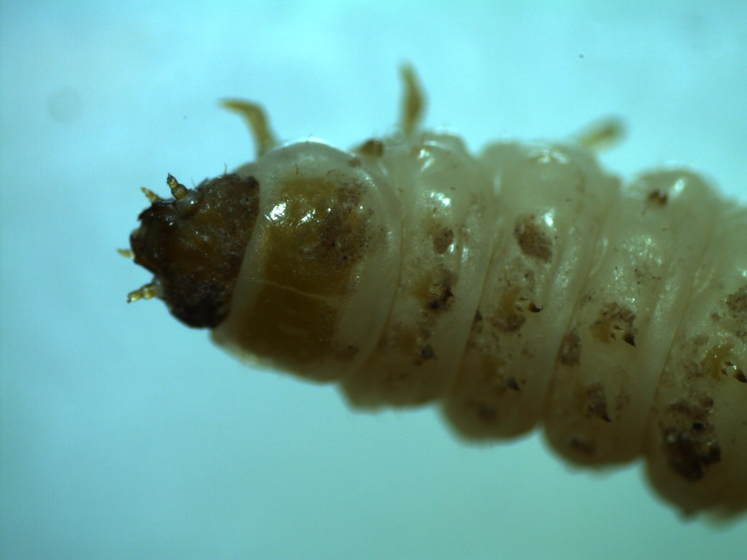 Small hive beetle larvae have three sets of legs located behind a brown, hardened head