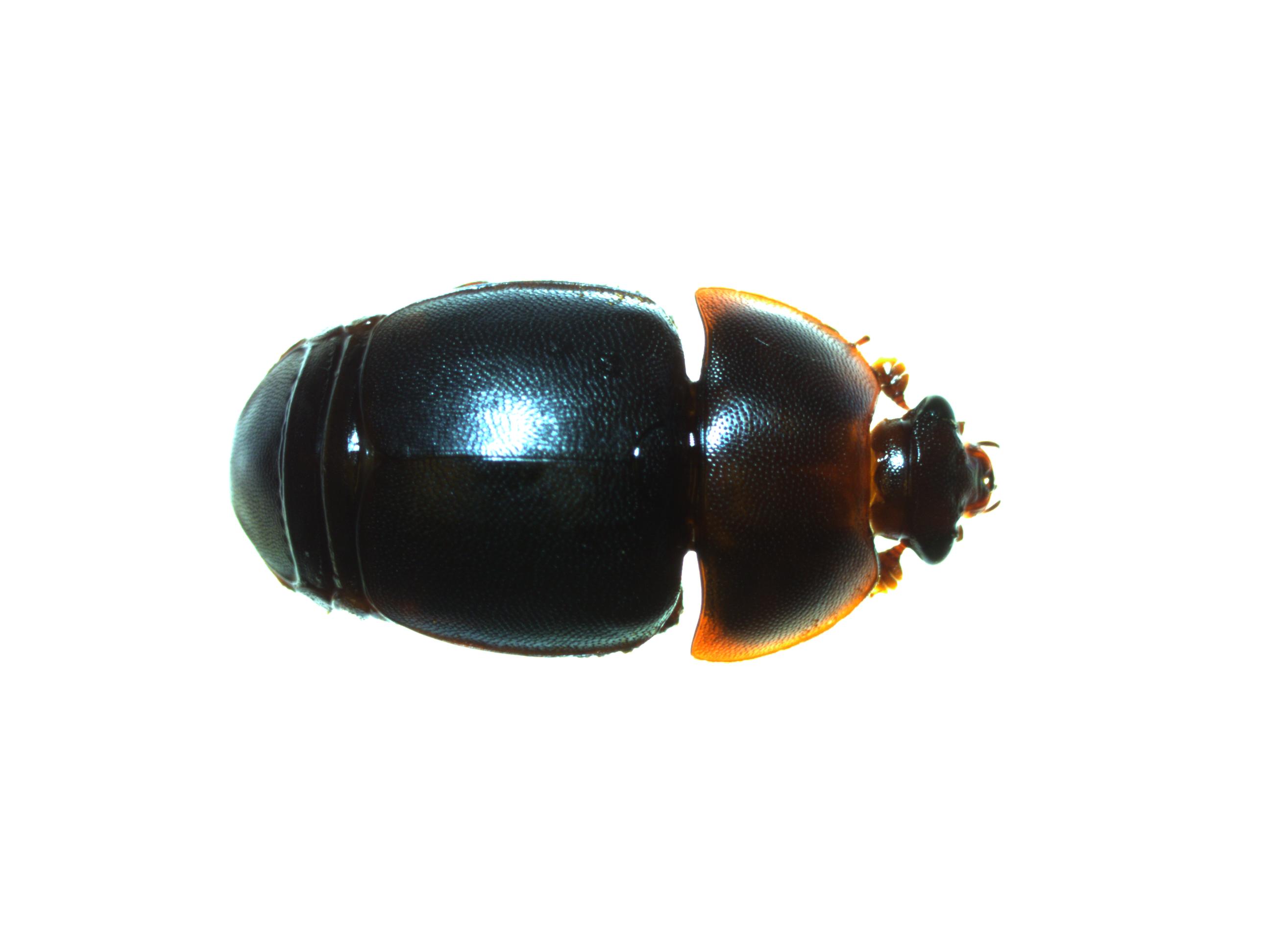 Adult small hive beetle