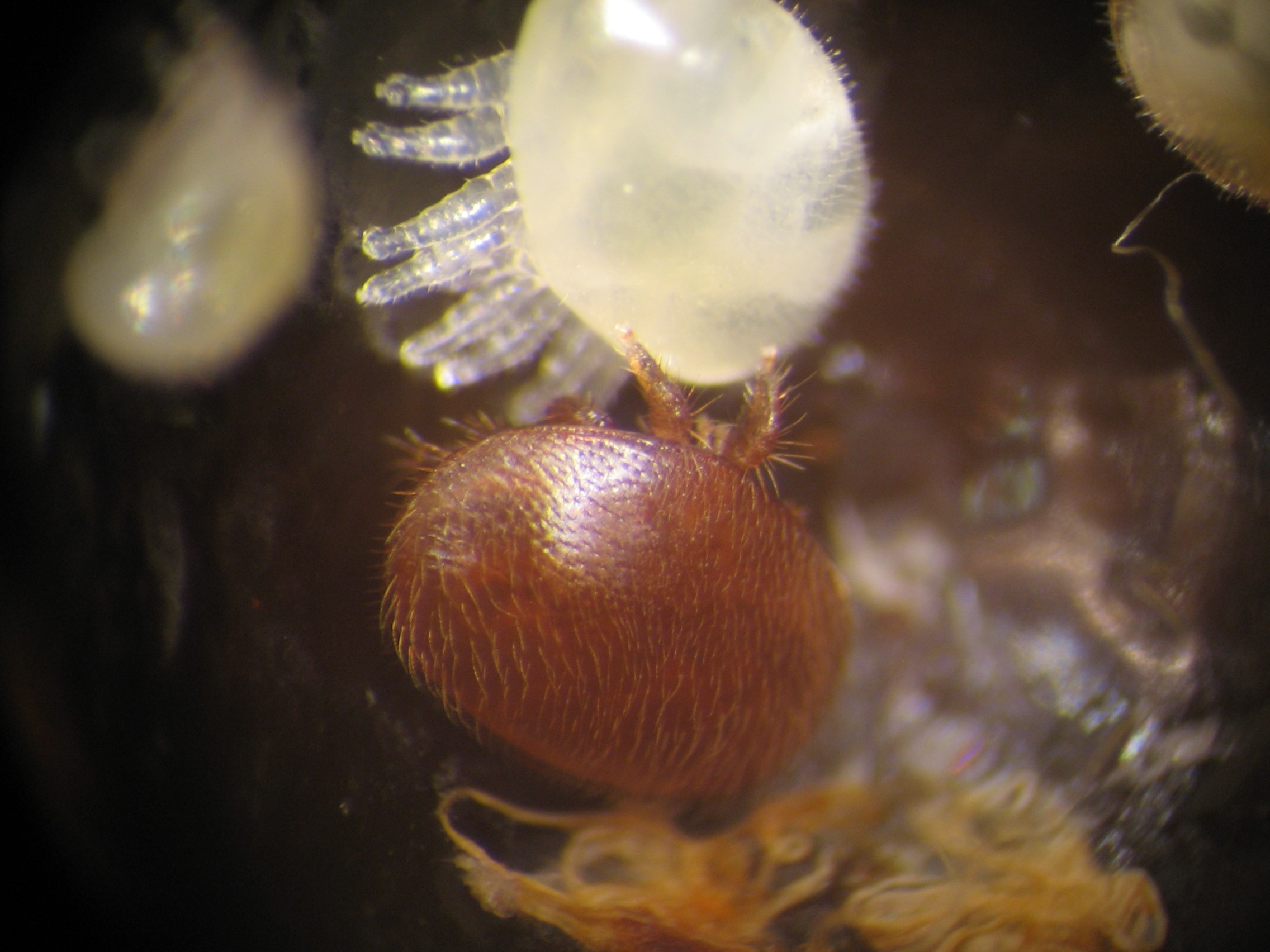 Adult, female varroa mite