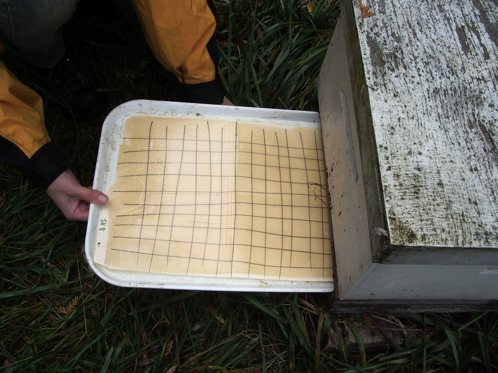 Sticky board being inserted beneath a brood chamber