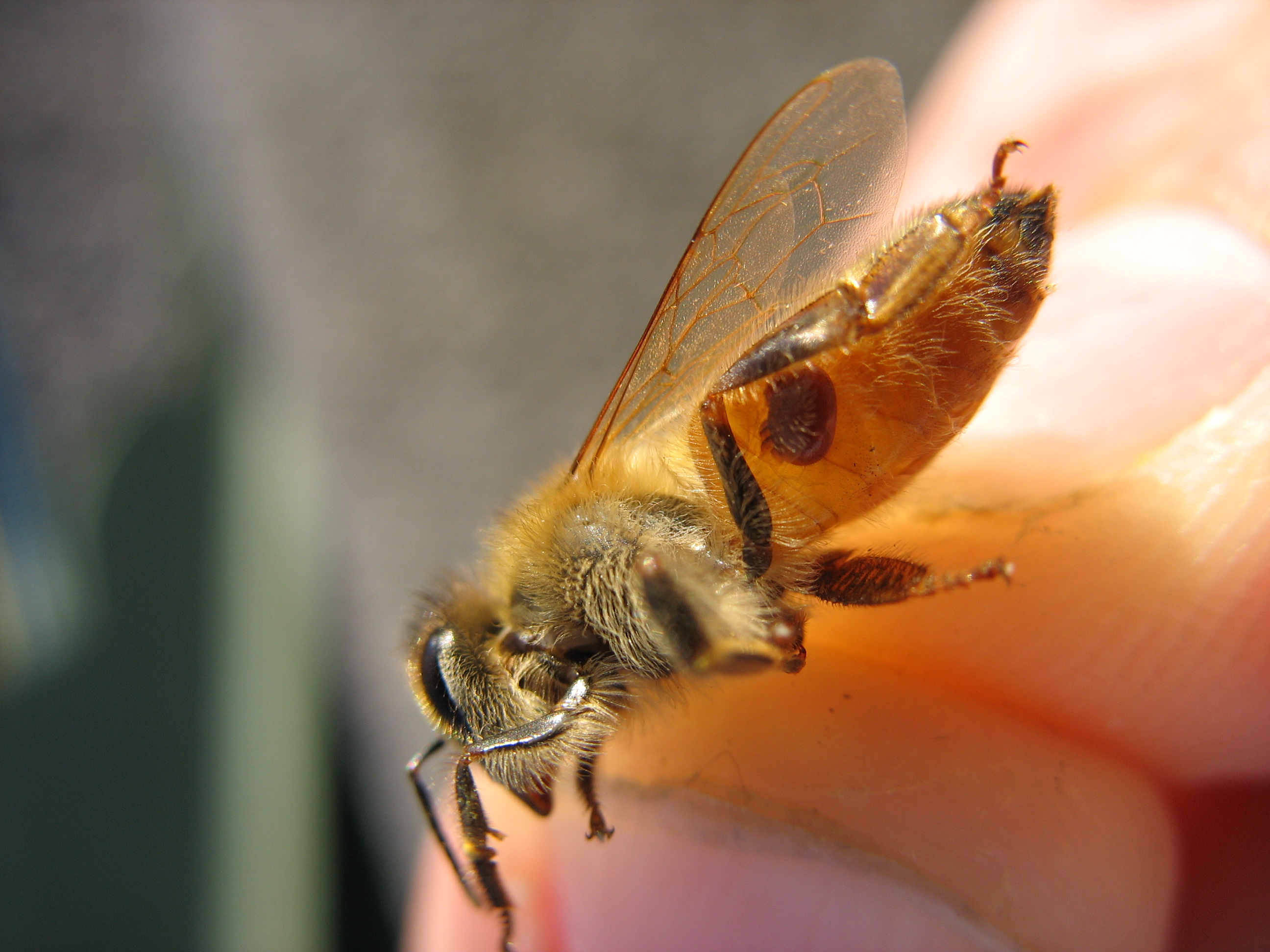 Varroa mite on the abdomen of a honey bee