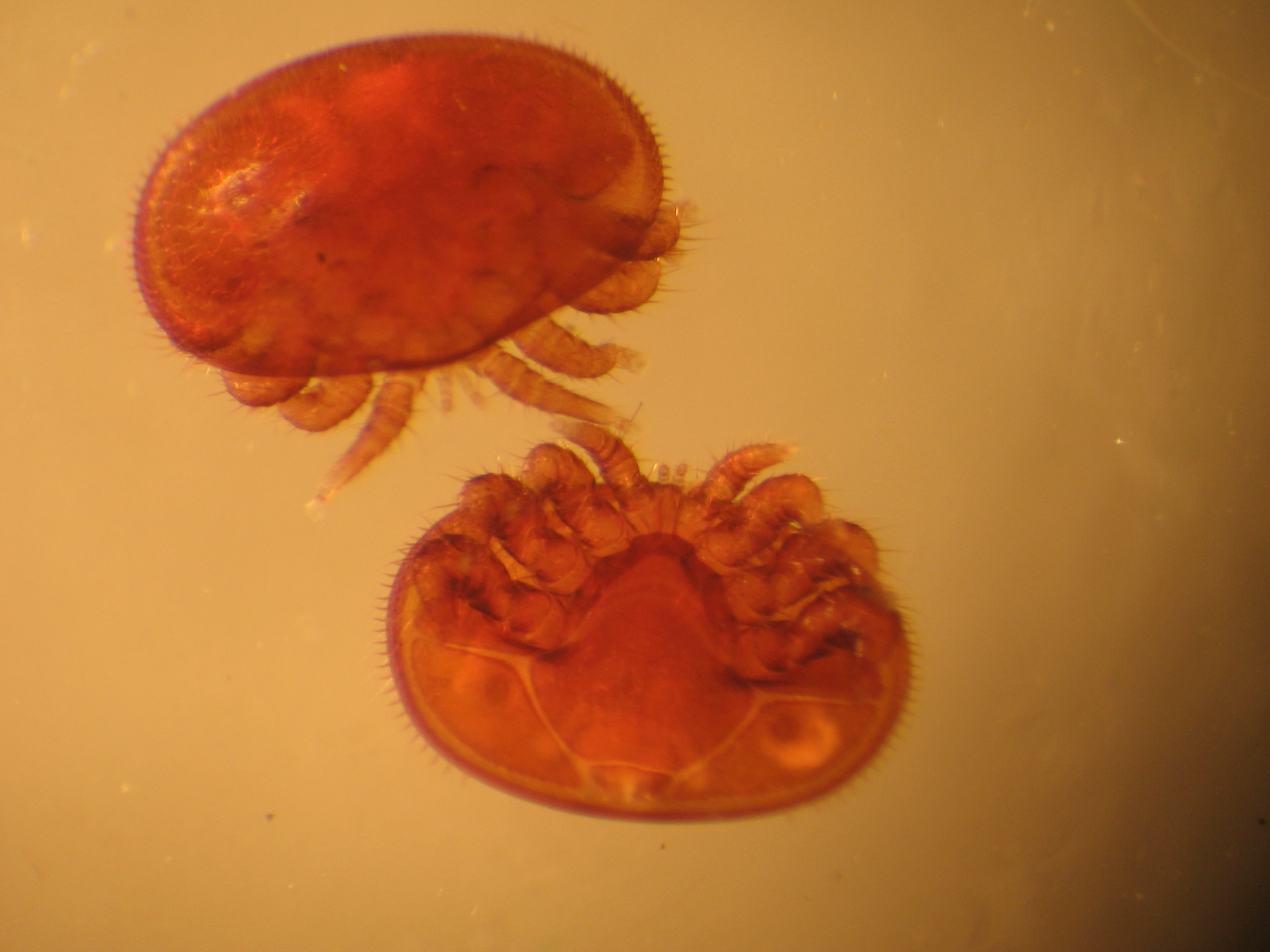 Dorsal or back view and ventral or belly view of adult female varroa mites