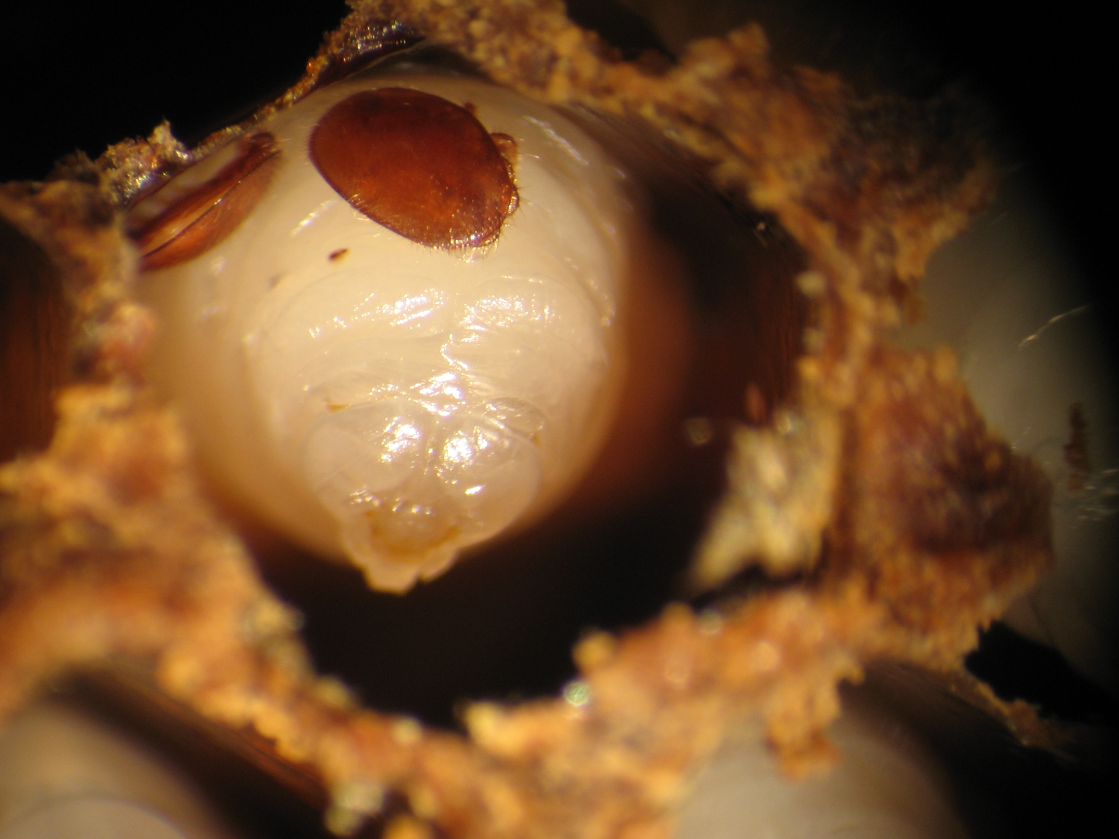 Varroas fixés à une larve d’abeille mellifère