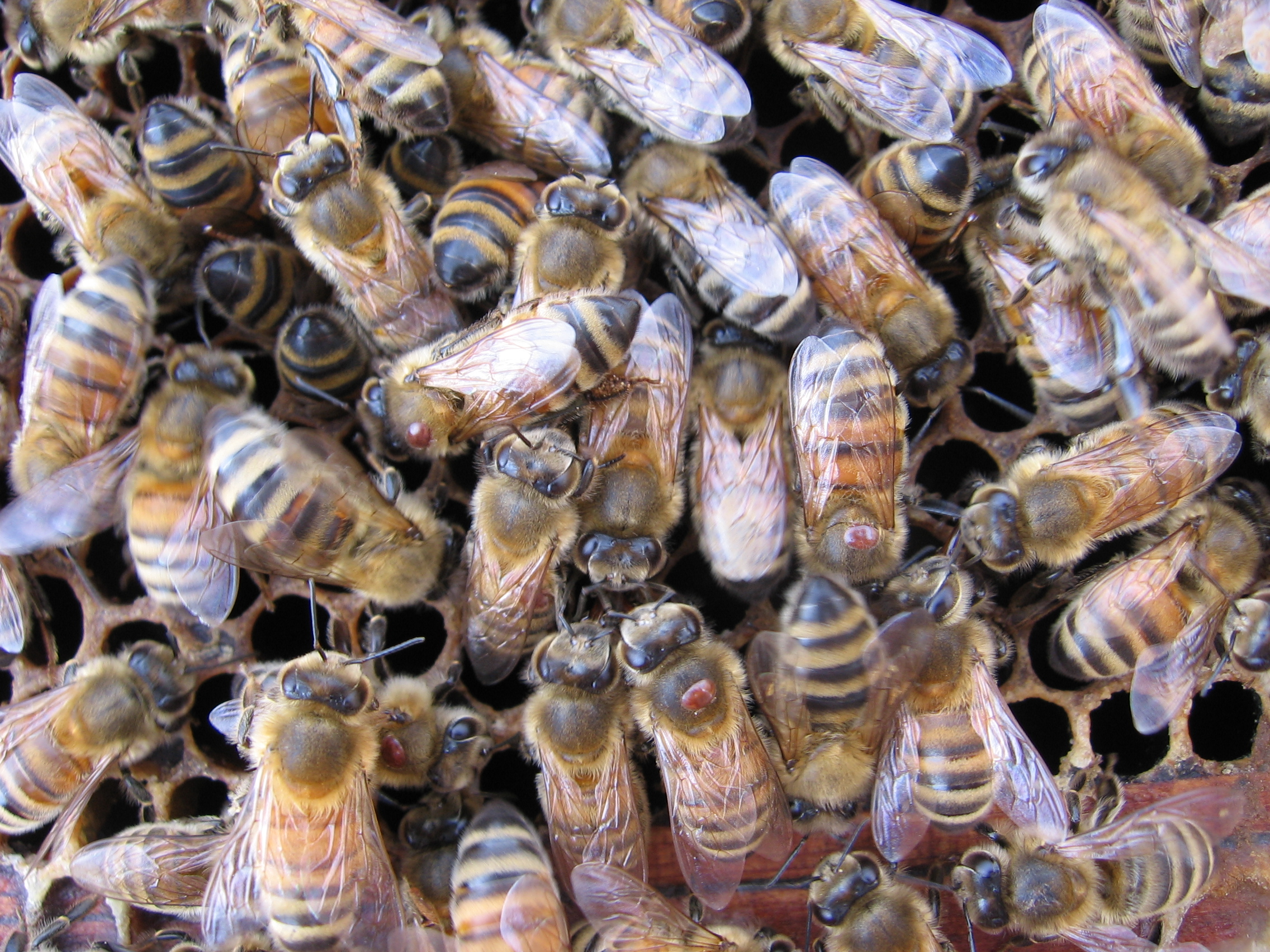Worker bees in the brood nest with varroa mites attached to their bodies