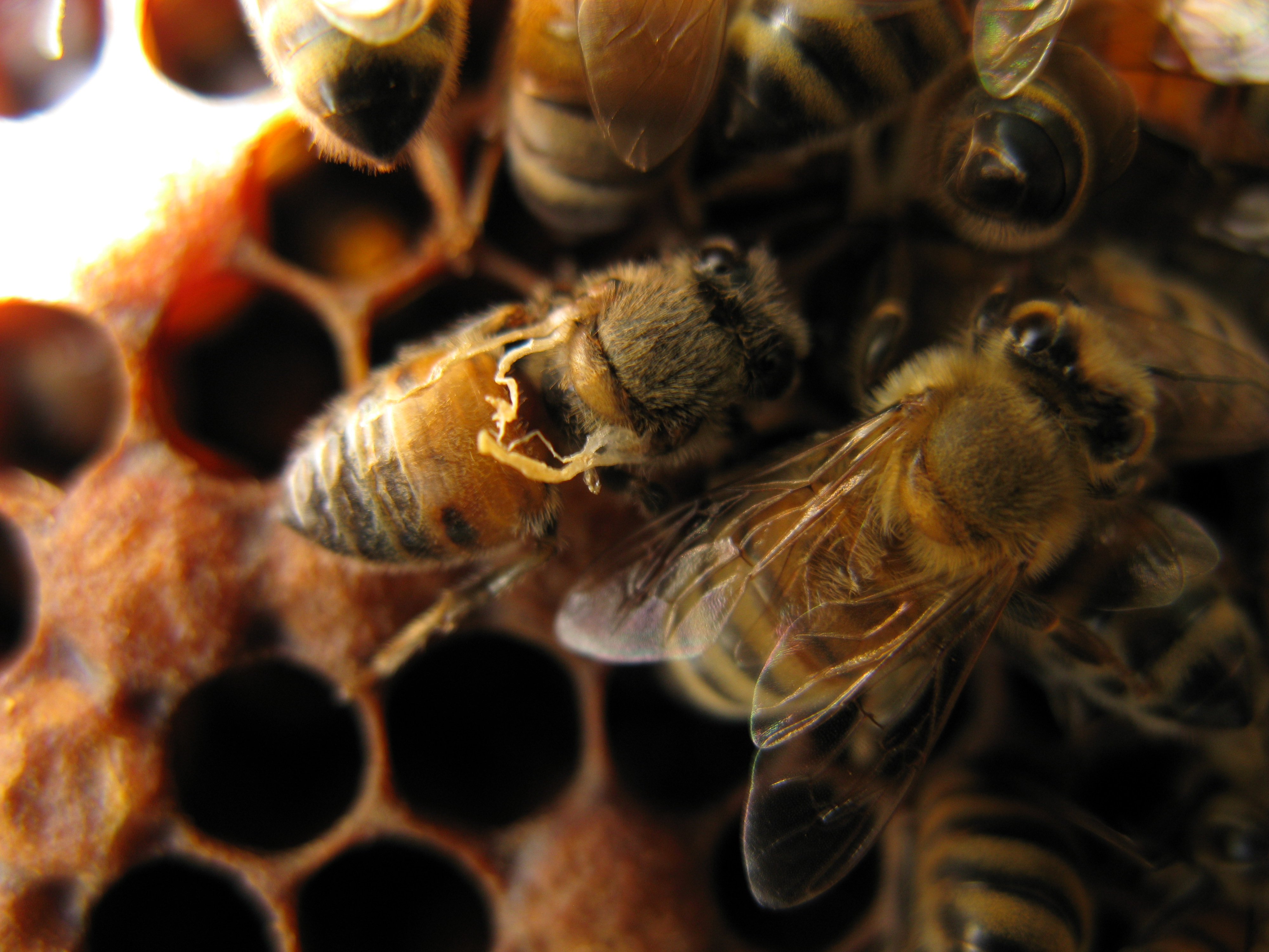 Worker bee showing signs of deformed wing virus due to varroa mite infestation