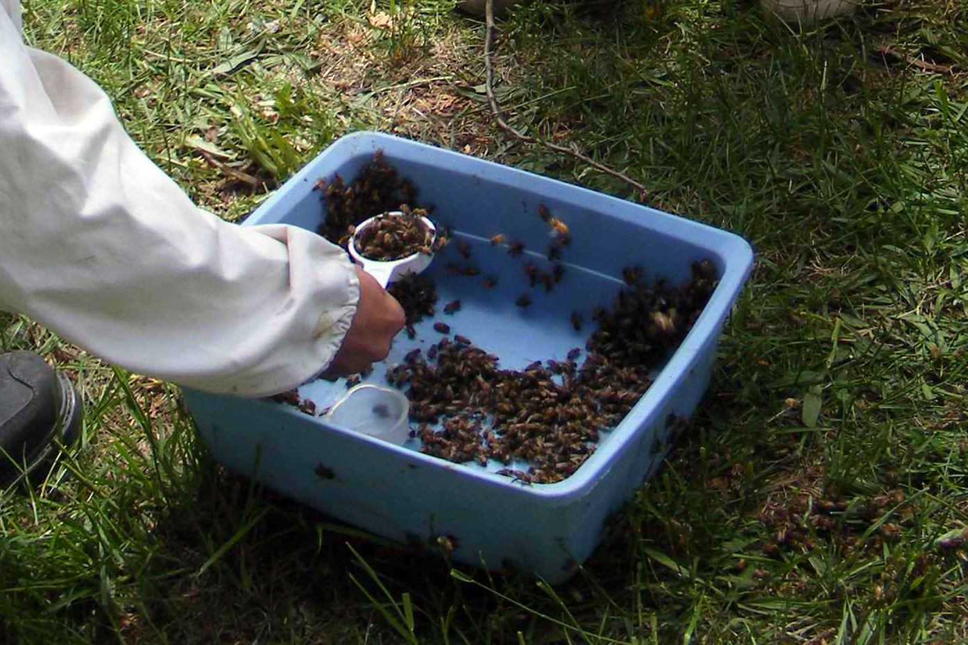 Prélèvement d’un échantillon d’abeilles dans un bac collecteur