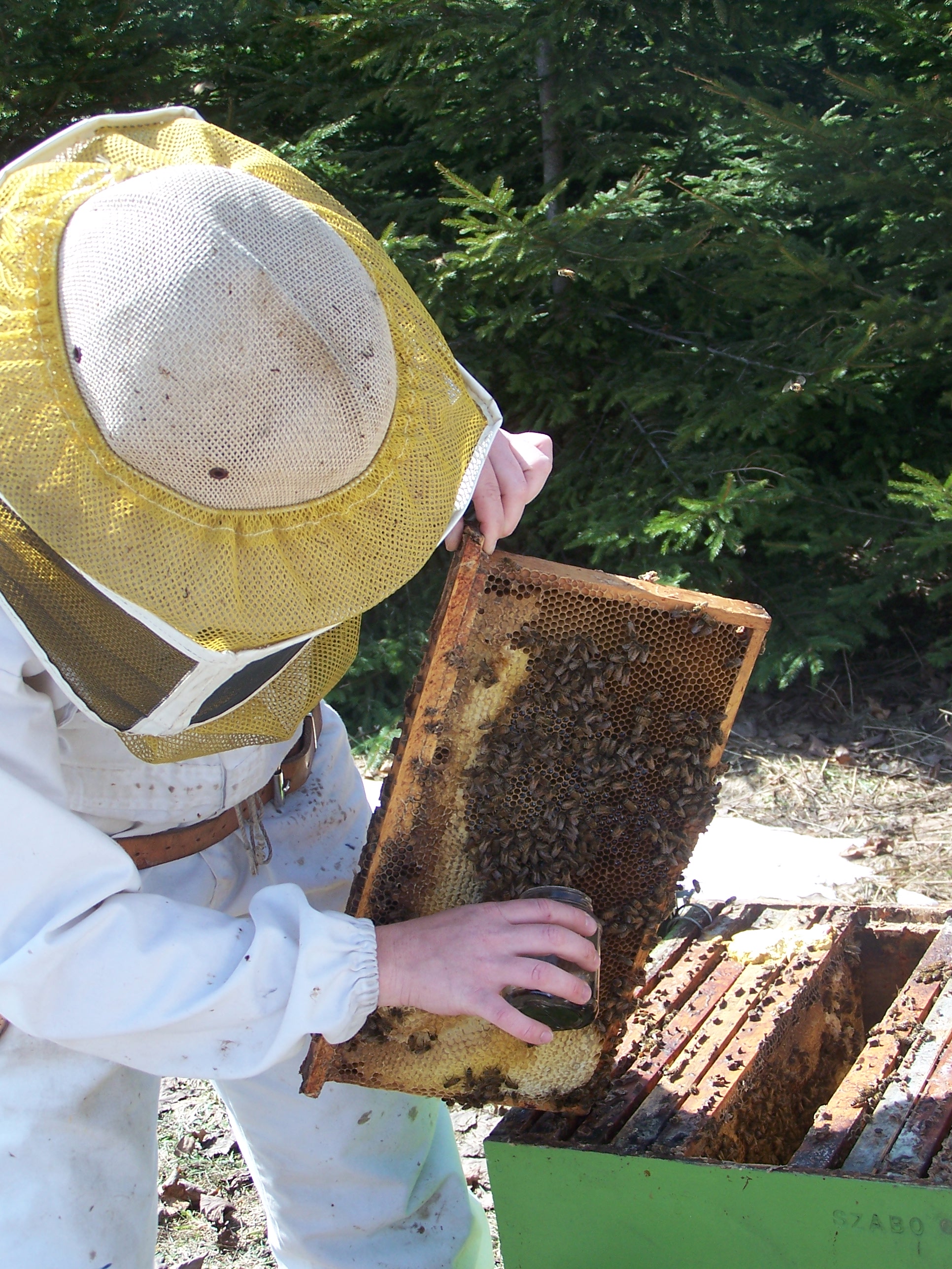 Prélèvement d’un échantillon d’abeilles sur la surface d’un cadre