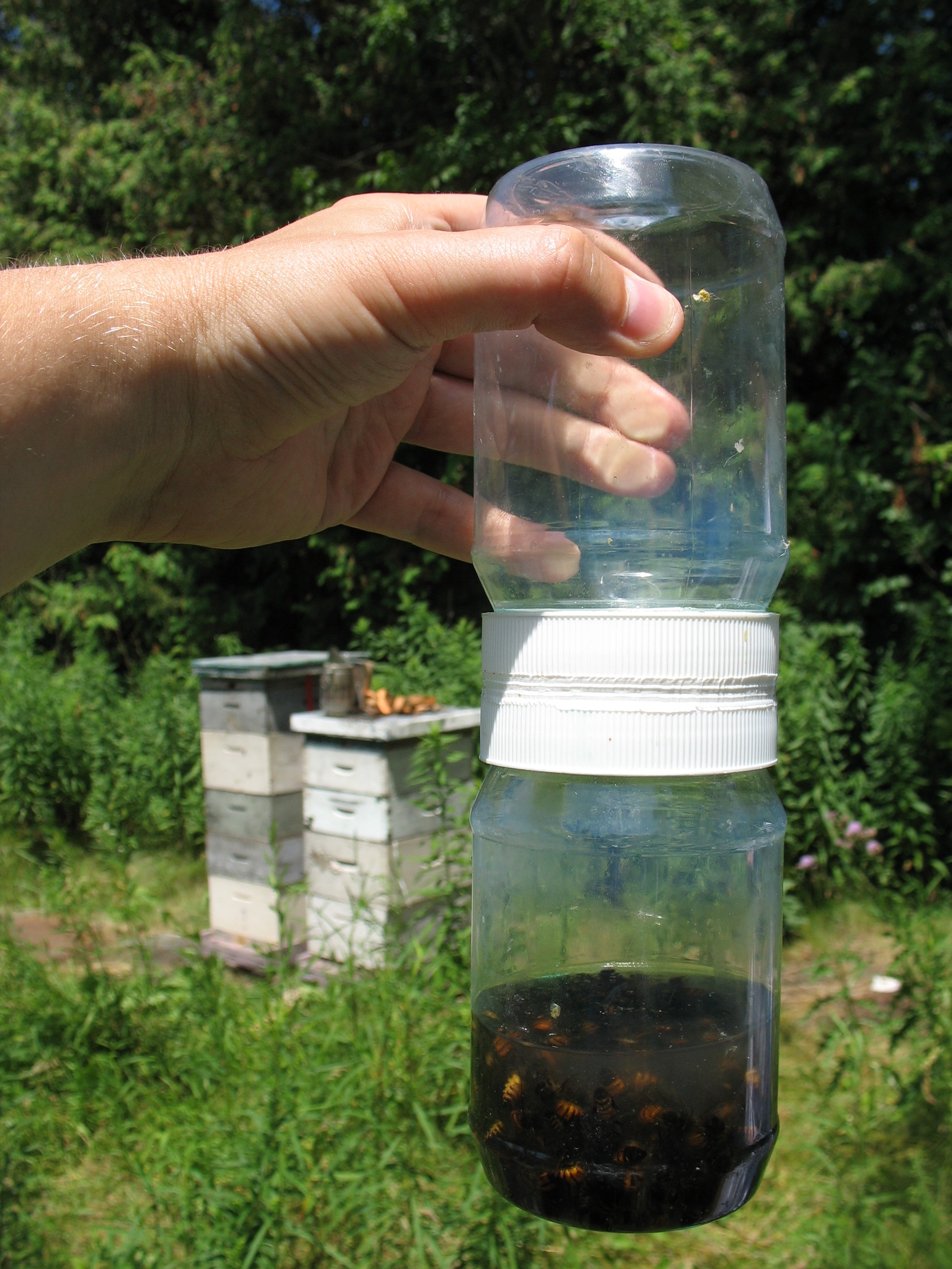 Alcohol covering a sample of honey bees in a commercially available mite shaking device