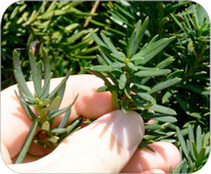 Figure 1 is a photo of the soft, flat, abruptly pointed, needle-like leaves of the yew plant. 