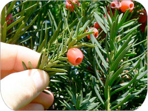 Figure 2 is a photo of the reddish, fleshy, cup-shaped, berry-like fruit of the yew plant.