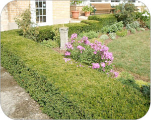 Figure 3 is a photo of a yew hedge.
