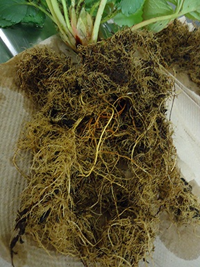 Healthy fibrous roots in a commercial substrate