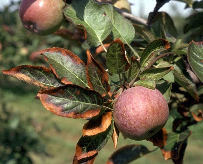 Image of apples and leaves damaged by calcium chloride.