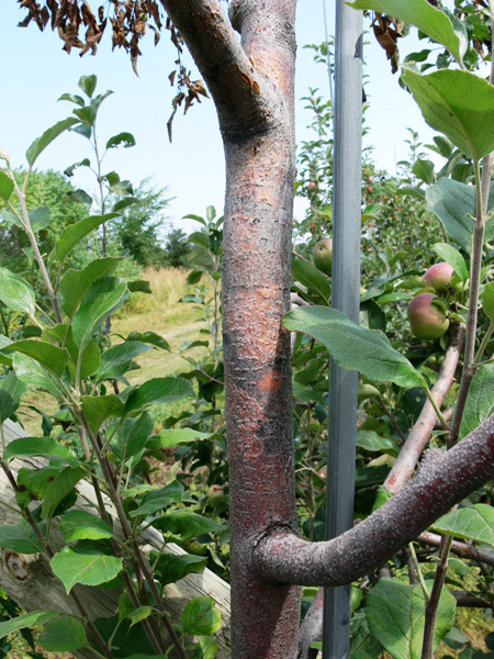 Initialement, les chancres de la pourriture noire, sur les branches maîtresses et le tronc, sont discrets et se manifestent sous forme de zones de brunissures rougeâtres ou mauve foncé, parfois légèrement encavées sous l'écorce.