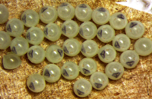 Brown marmorated stink bug egg mass. Red eye spots indicate the egg mass is close to hatching.