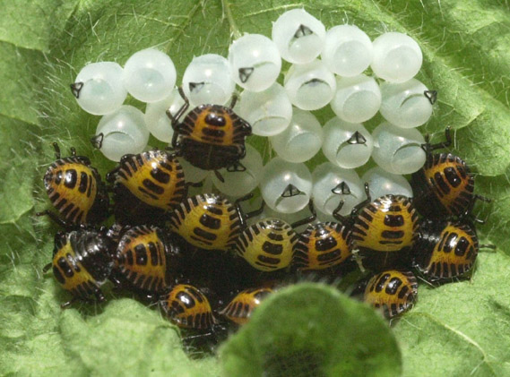First instar nymphs remain with egg mass.