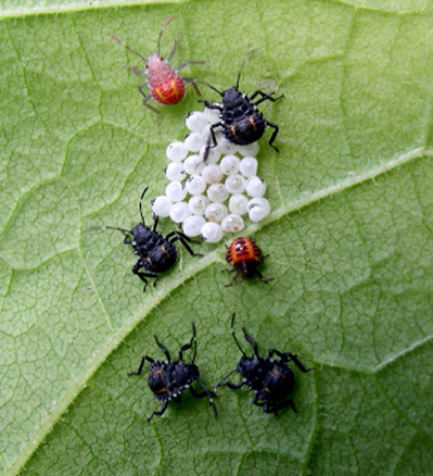 Masse d'œufs éclos avec nymphes de premier instar (les petits insectes rouges) et de deuxième instar (insectes rouges qui viennent de muer et insectes noirs)
